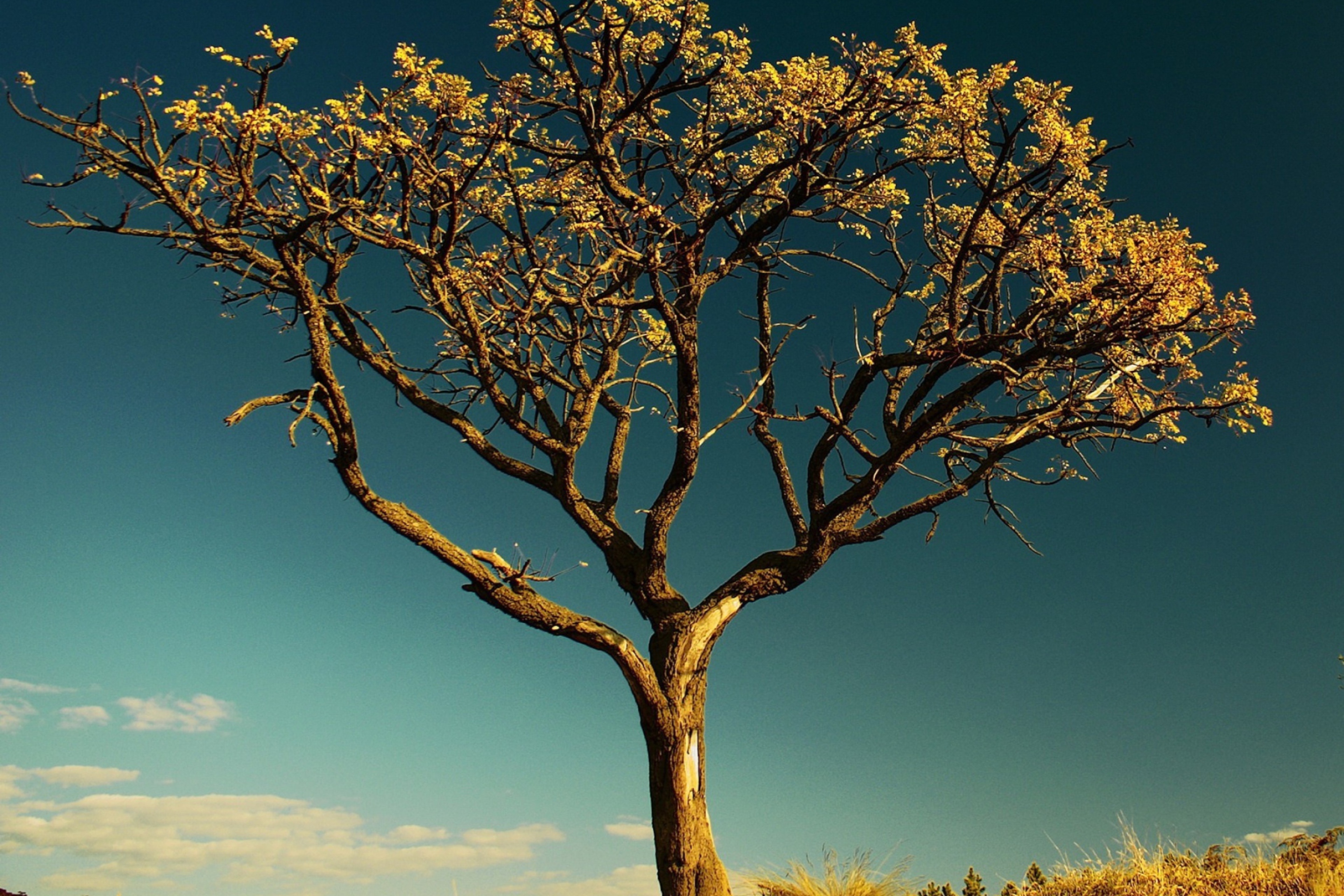 Flying tree. Золотая Акация Австралии. Дерево ситтим Акация. Дерево Утун. Дерево элгарио.