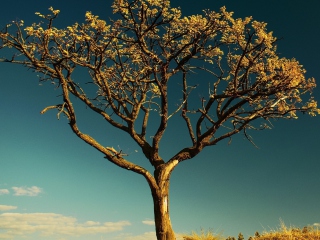 Das Tree Against Sky Wallpaper 320x240