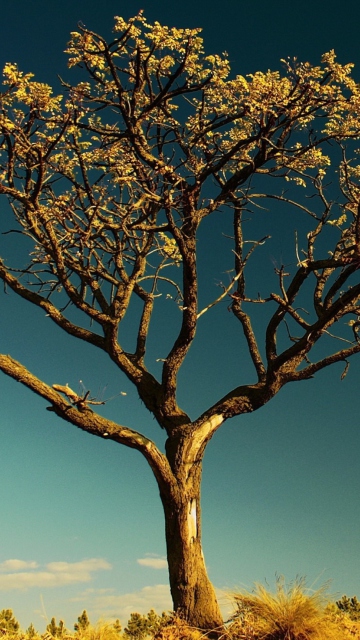 Tree Against Sky screenshot #1 360x640