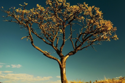 Das Tree Against Sky Wallpaper 480x320