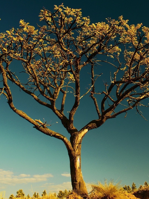 Tree Against Sky wallpaper 480x640