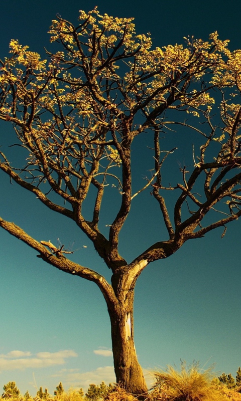 Das Tree Against Sky Wallpaper 480x800