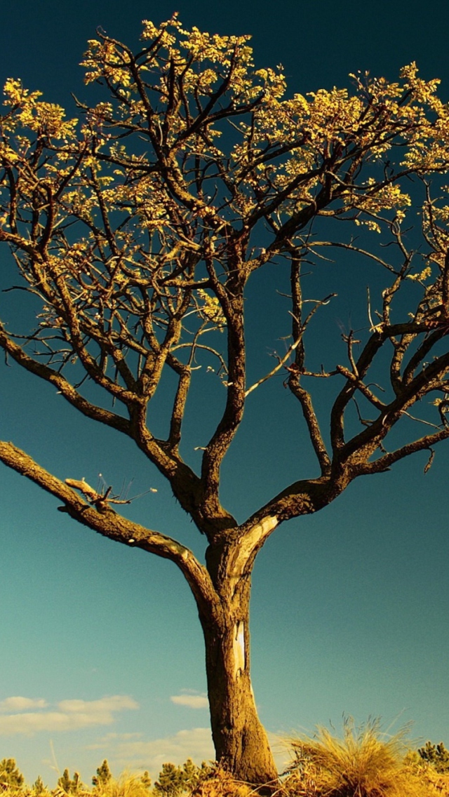 Das Tree Against Sky Wallpaper 640x1136