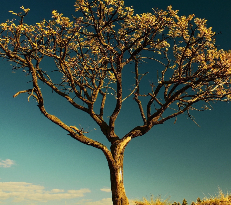 Das Tree Against Sky Wallpaper 960x854