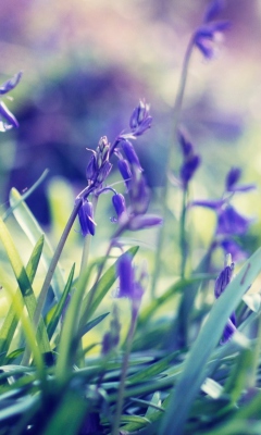 Purple Bellflowers screenshot #1 240x400