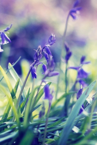 Purple Bellflowers wallpaper 320x480