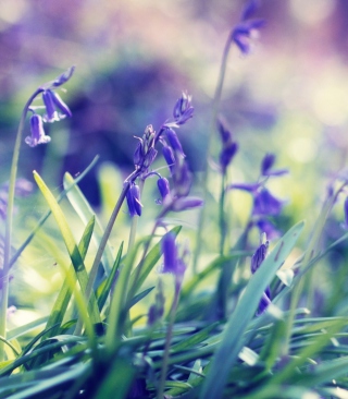 Purple Bellflowers - Fondos de pantalla gratis para iPhone 4S