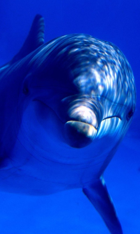 Dolphin wallpaper 480x800