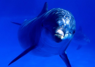 Dolphin - Obrázkek zdarma pro Samsung Galaxy Nexus