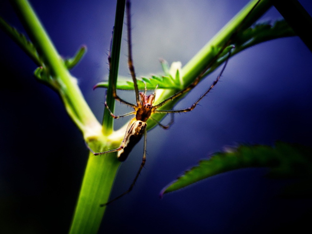 Spider wallpaper 640x480