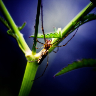 Free Spider Picture for Samsung Breeze B209