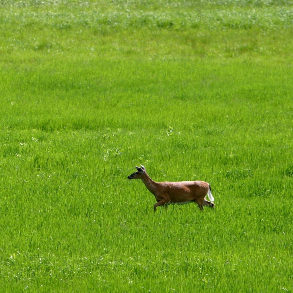 Deer Running In Green Field wallpaper 1024x1024