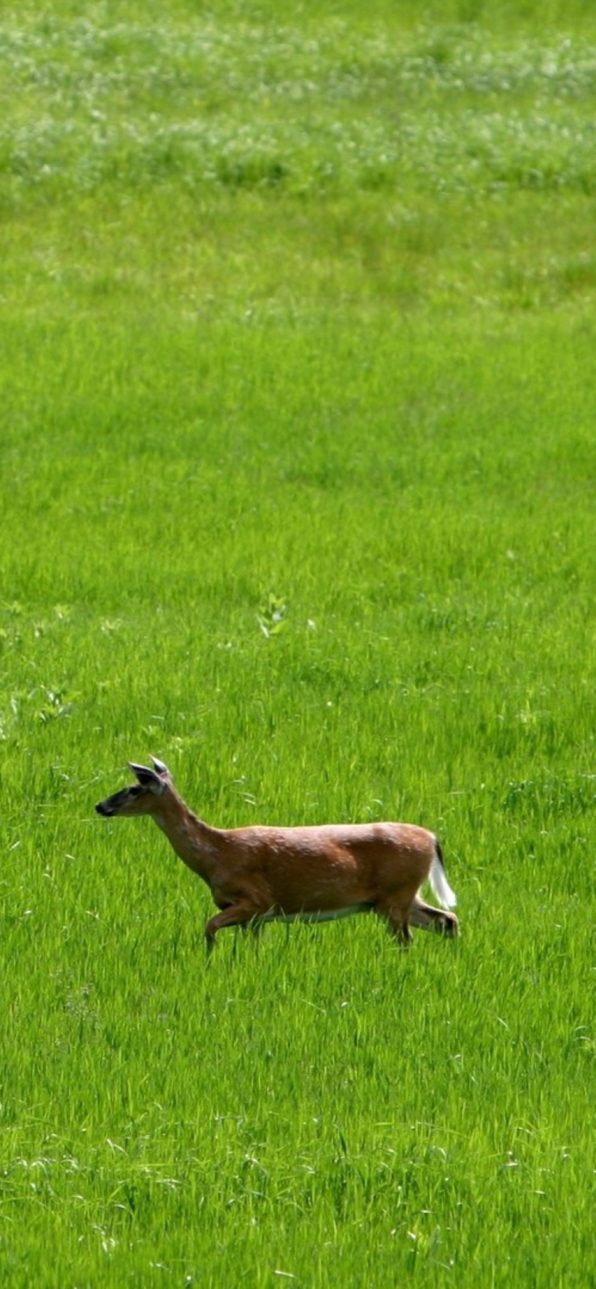 Deer Running In Green Field screenshot #1 1170x2532