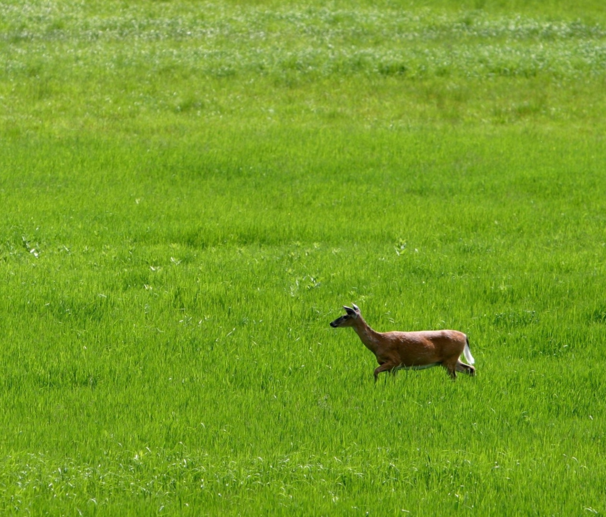 Fondo de pantalla Deer Running In Green Field 1200x1024
