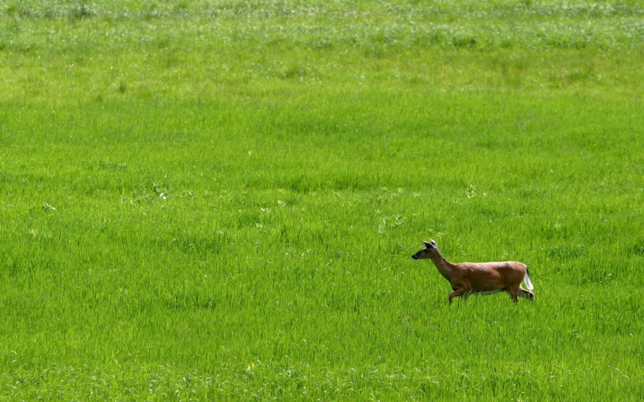 Das Deer Running In Green Field Wallpaper 1280x800