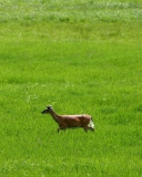 Deer Running In Green Field wallpaper 128x160