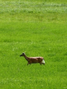 Sfondi Deer Running In Green Field 132x176