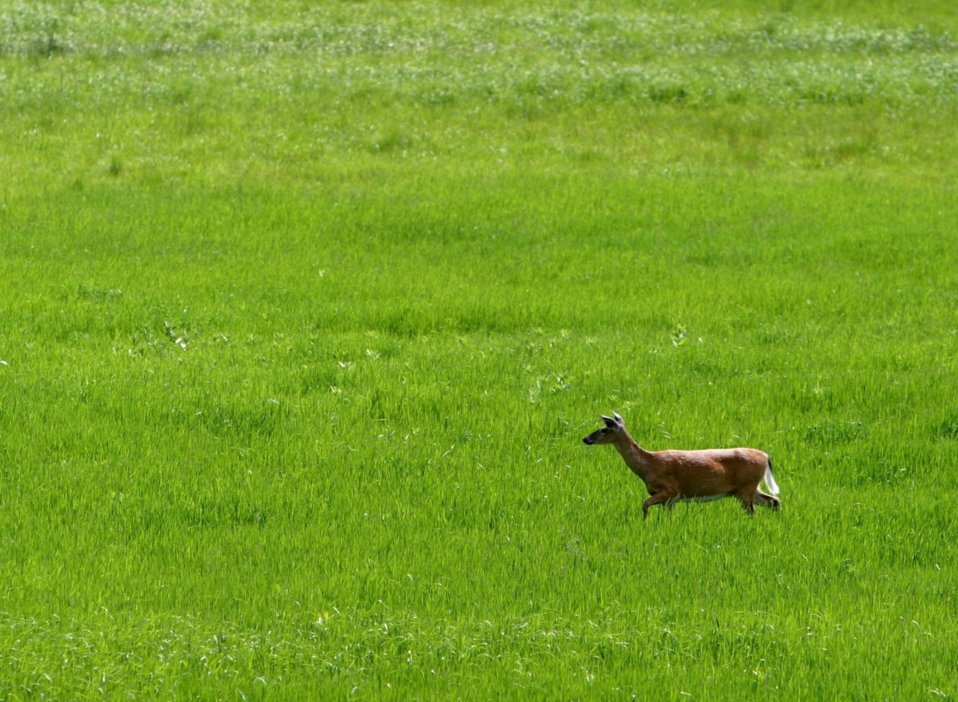 Fondo de pantalla Deer Running In Green Field 1920x1408