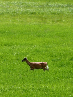 Das Deer Running In Green Field Wallpaper 240x320