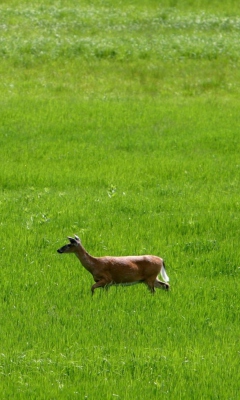 Deer Running In Green Field wallpaper 240x400