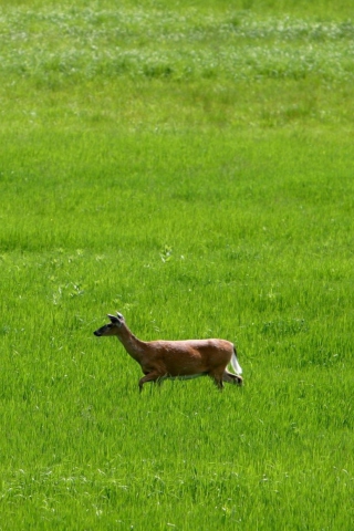 Das Deer Running In Green Field Wallpaper 320x480