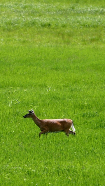 Das Deer Running In Green Field Wallpaper 360x640