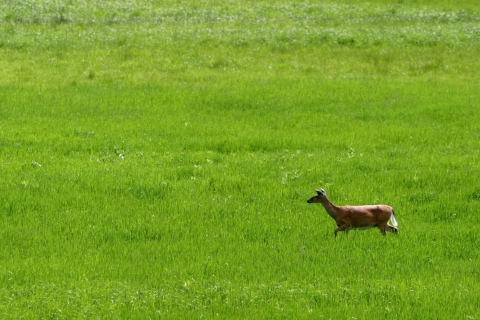 Fondo de pantalla Deer Running In Green Field 480x320