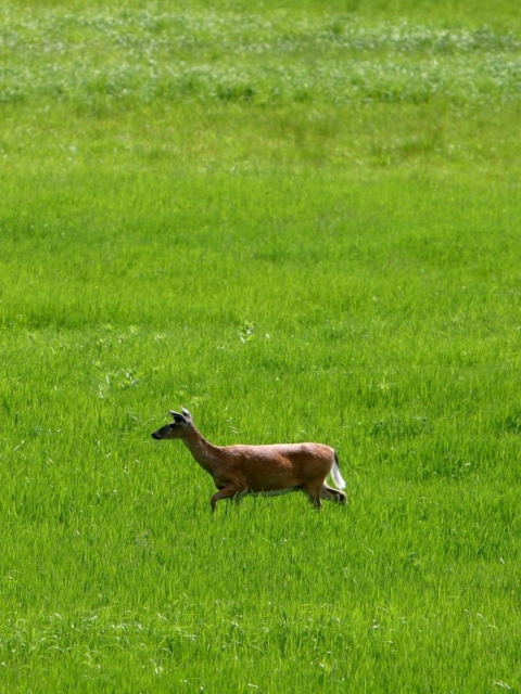 Обои Deer Running In Green Field 480x640