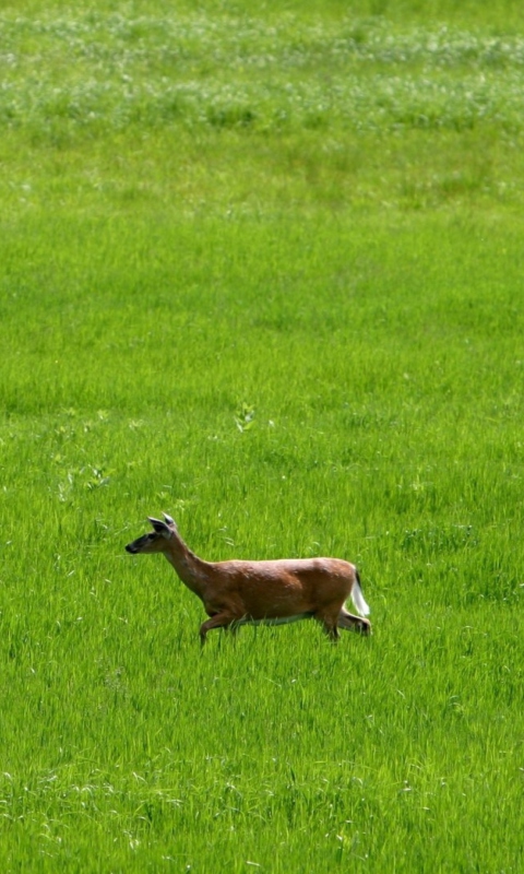 Das Deer Running In Green Field Wallpaper 480x800