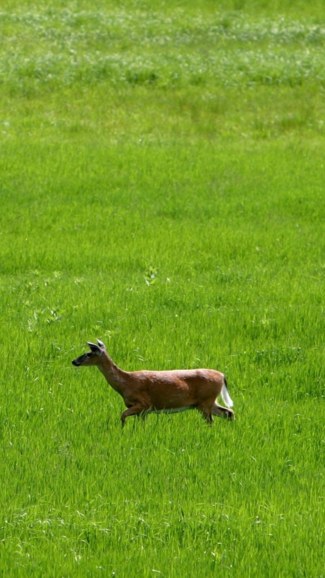 Deer Running In Green Field wallpaper 640x1136