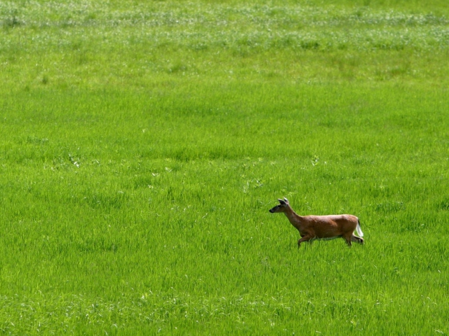 Das Deer Running In Green Field Wallpaper 640x480