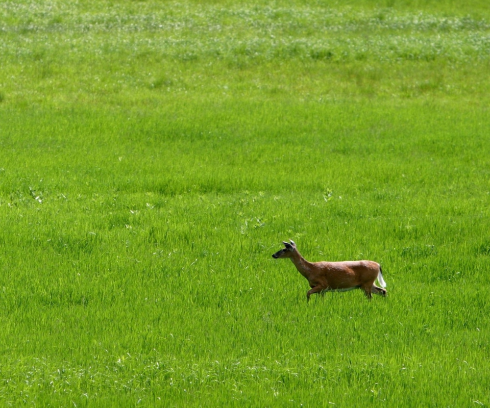 Das Deer Running In Green Field Wallpaper 960x800