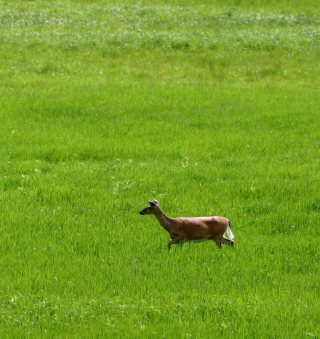 Deer Running In Green Field sfondi gratuiti per 1024x1024
