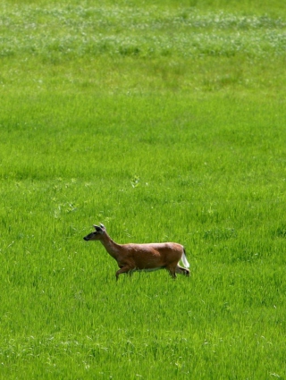 Deer Running In Green Field papel de parede para celular para iPhone 4S