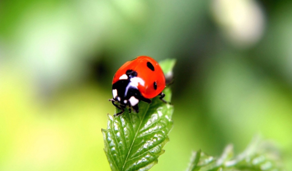 Cute Ladybird screenshot #1 1024x600
