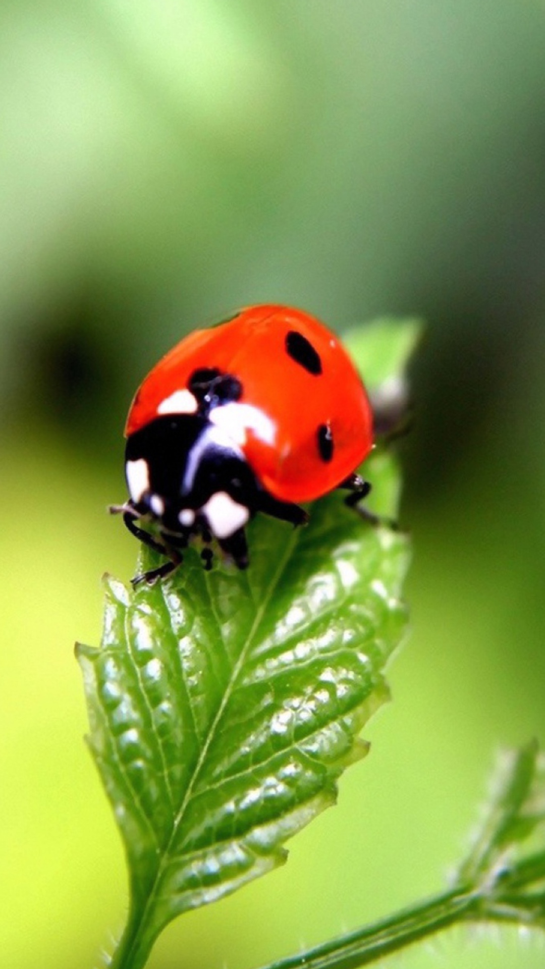 Fondo de pantalla Cute Ladybird 1080x1920