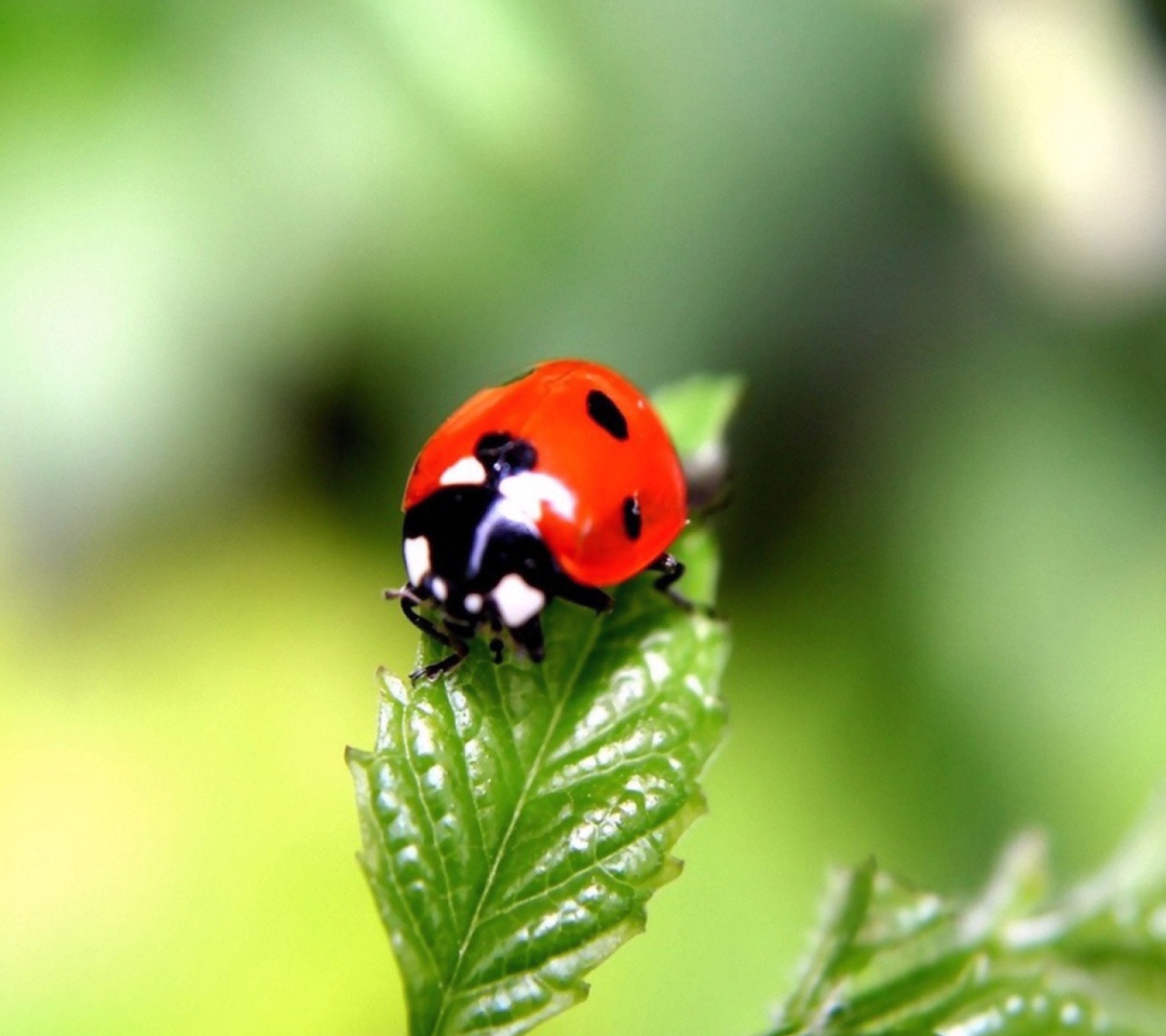 Sfondi Cute Ladybird 1080x960