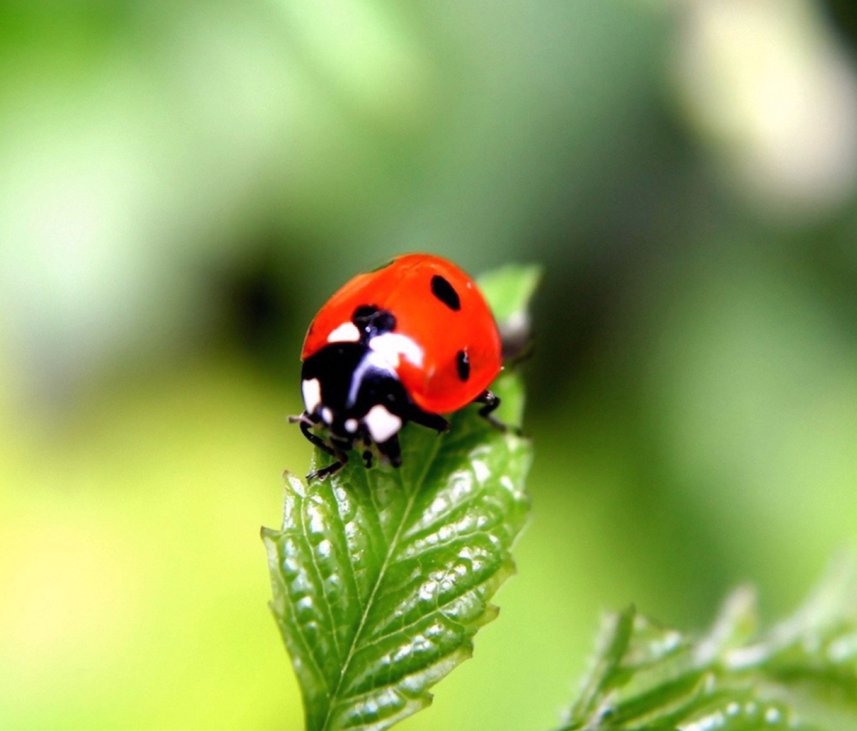 Screenshot №1 pro téma Cute Ladybird 1200x1024