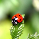 Fondo de pantalla Cute Ladybird 128x128