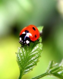 Fondo de pantalla Cute Ladybird 128x160