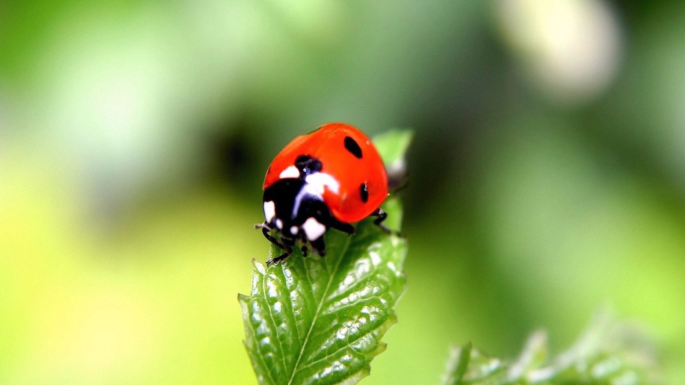 Sfondi Cute Ladybird 1366x768