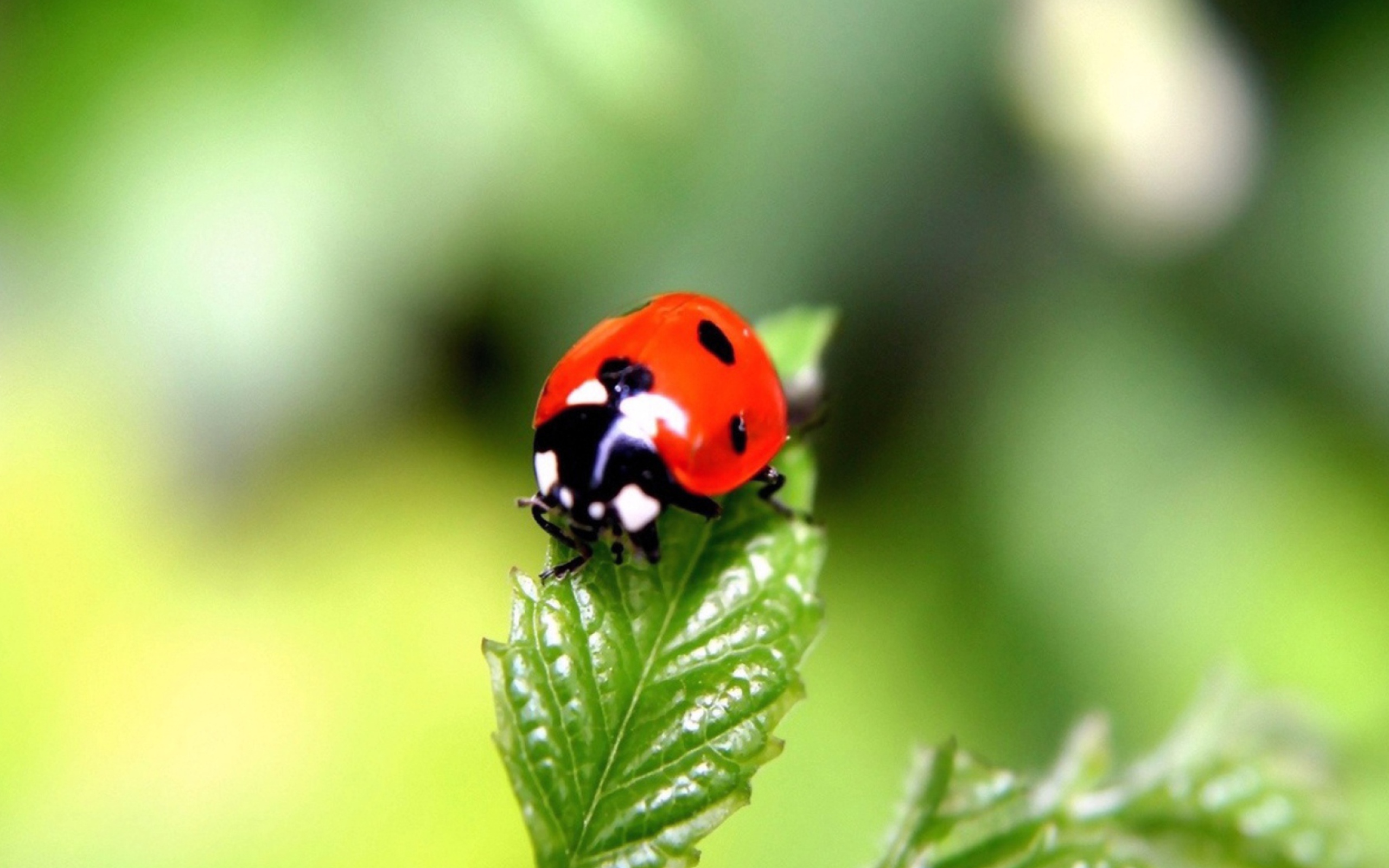 Screenshot №1 pro téma Cute Ladybird 2560x1600