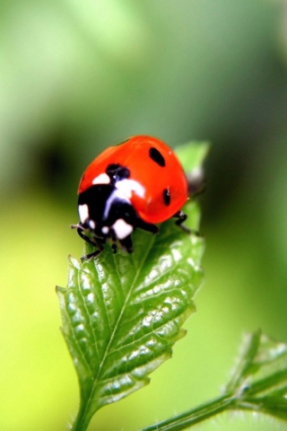 Fondo de pantalla Cute Ladybird 320x480