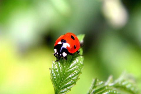 Das Cute Ladybird Wallpaper 480x320
