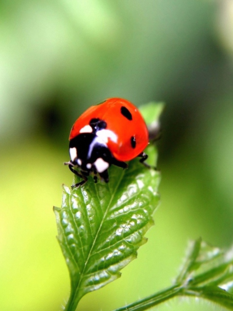 Обои Cute Ladybird 480x640