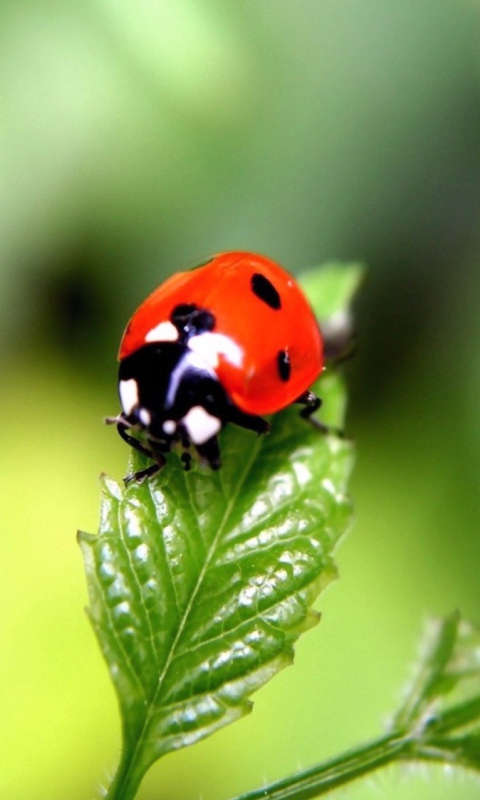 Sfondi Cute Ladybird 480x800