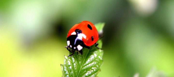 Обои Cute Ladybird 720x320