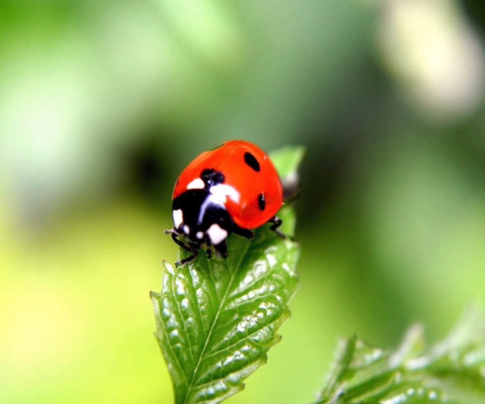 Обои Cute Ladybird 960x800