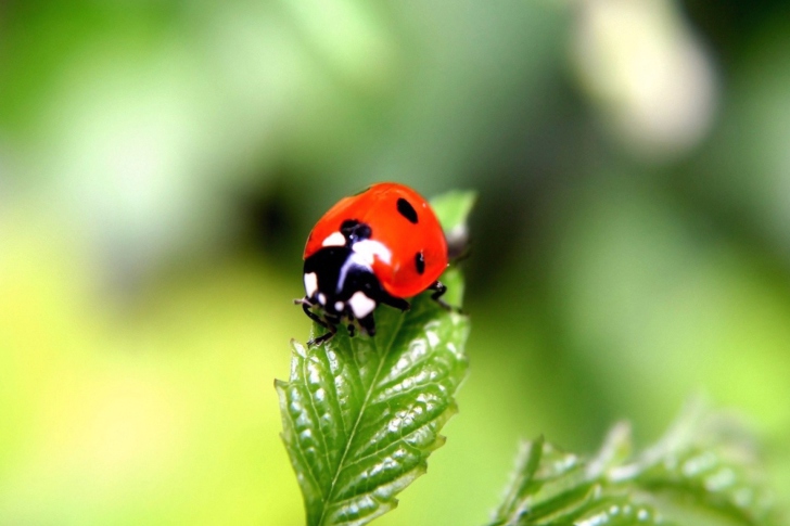 Das Cute Ladybird Wallpaper