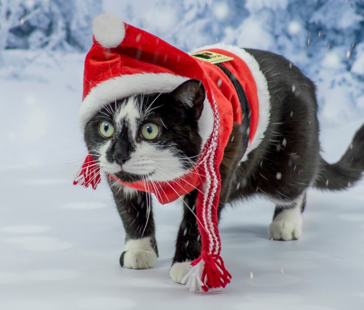 Sfondi Winter Beauty Cat 1200x1024